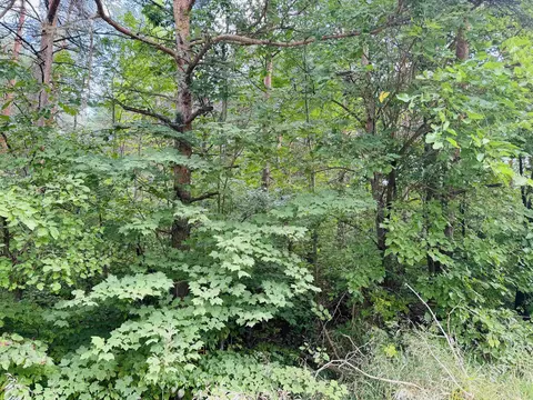 E 18 1/2, Manton, MI 49663 photo 4