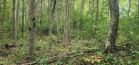 Parcel C River, Manistee, MI 49660 photo 3
