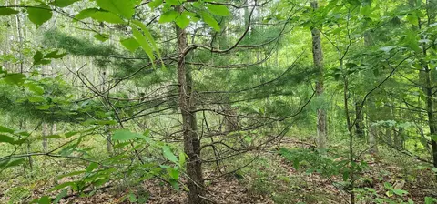 Parcel C River, Manistee, MI 49660 photo 9