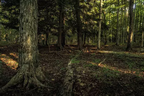 00 Fall, Grawn, MI 49637 photo 6