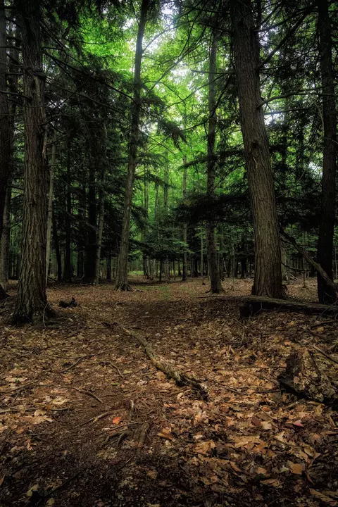 00 Fall, Grawn, MI 49637 photo 10