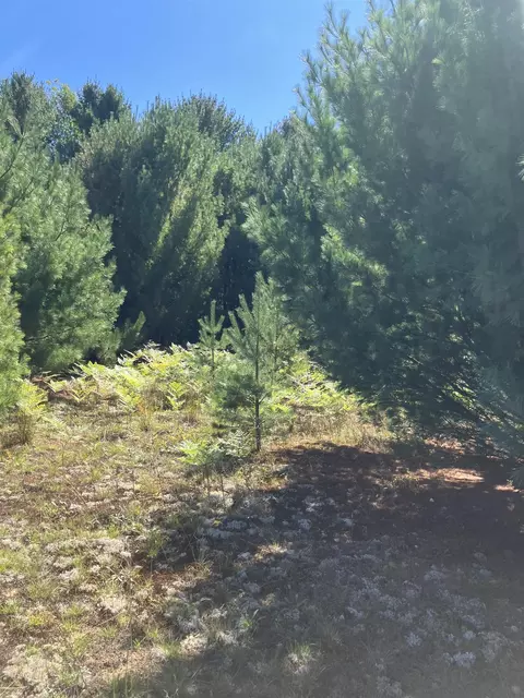 116 Blue Heron #LOT : 3, Kalkaska, MI 49646