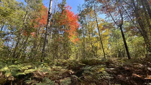 lot135 Montrose #LOT : 135, Mancelona, MI 49659