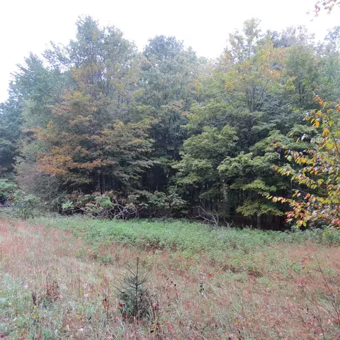Mary Ann, Boon, MI 49618 photo 10