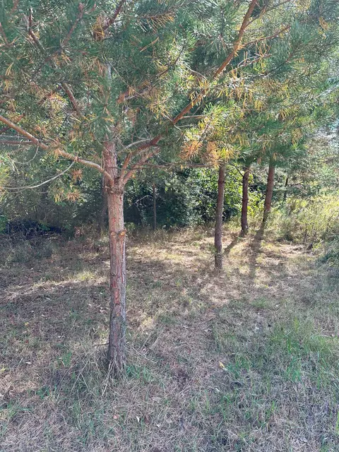 7191 N Old 27, Vanderbilt, MI 49795 photo 6
