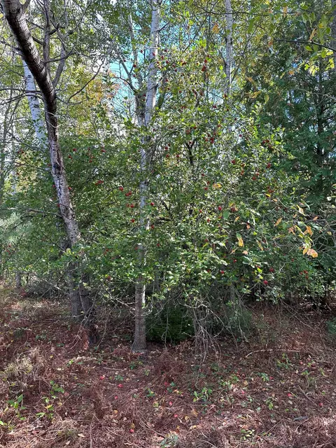 7191 N Old 27, Vanderbilt, MI 49795 photo 3