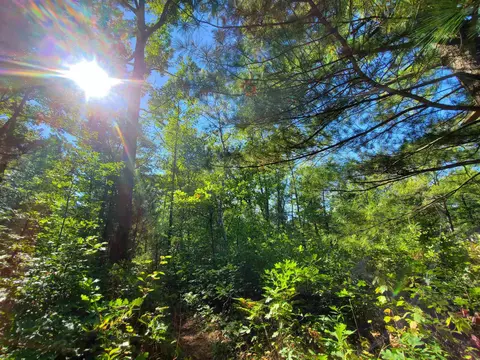 00 Beroun, Interlochen, MI 49643 photo 6