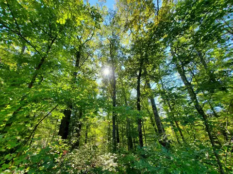 00 Beroun, Interlochen, MI 49643 photo 5