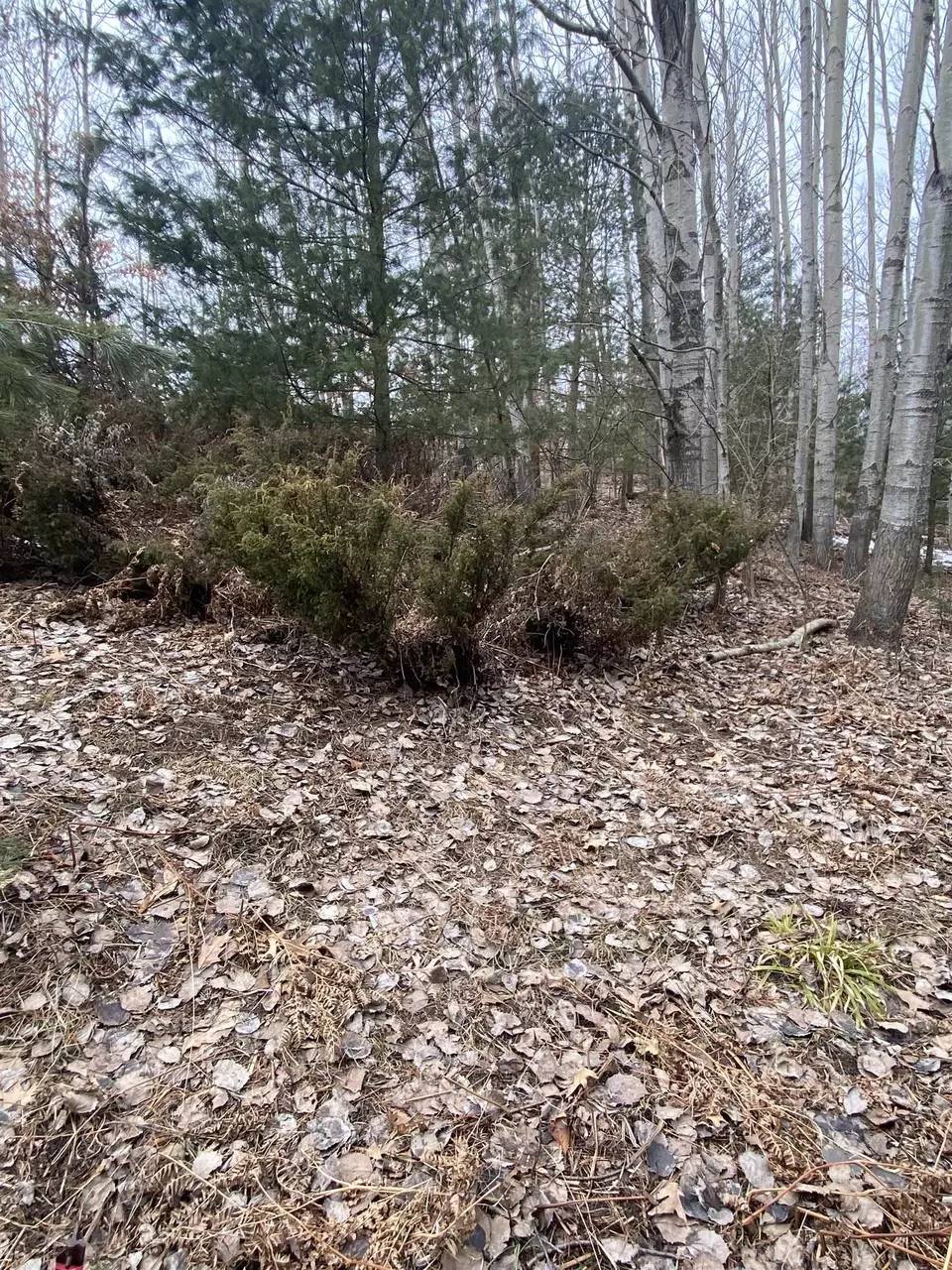  lot33 Scenic Hls #LOT : 33, Williamsburg, MI 49690 photo 16