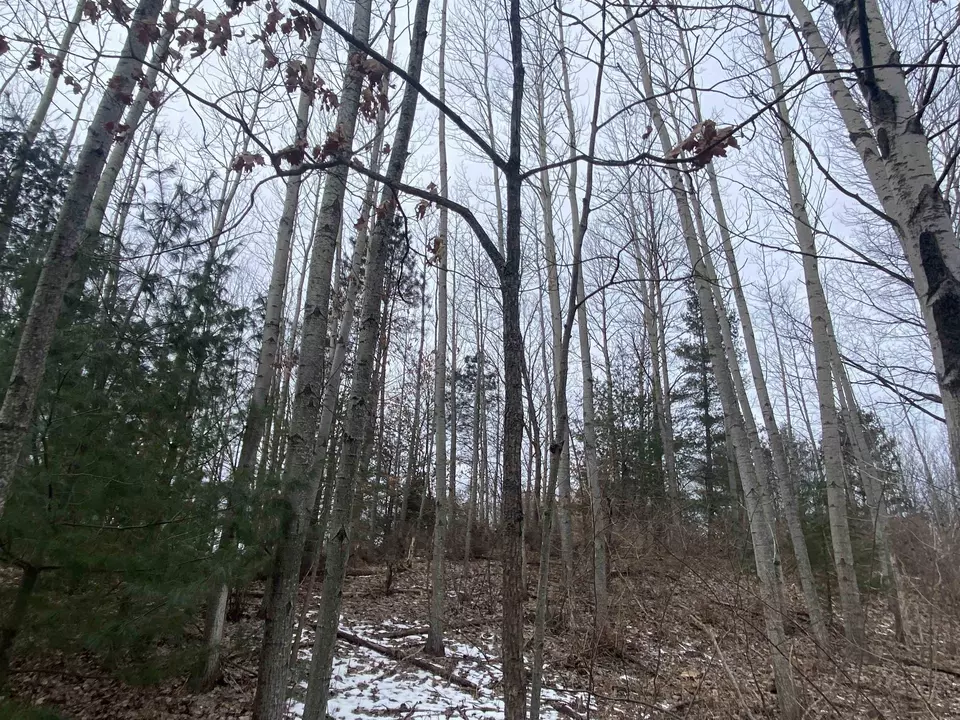  lot33 Scenic Hls #LOT : 33, Williamsburg, MI 49690 photo 15