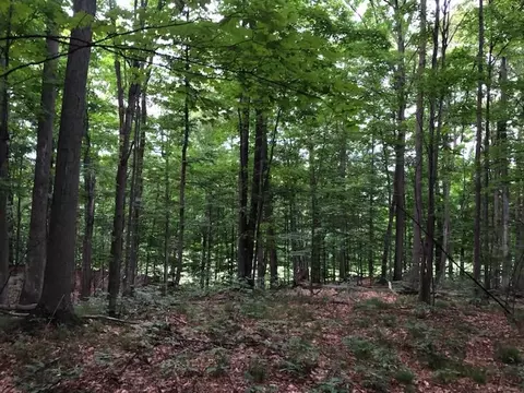 189 Double Eagle, Bellaire, MI 49615 photo 5