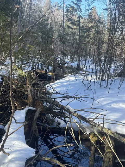 0000 Spikehorn, Indian River, MI 49749