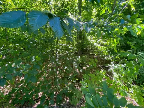 lot135 E Cherry, Cedar, MI 49621 photo 6