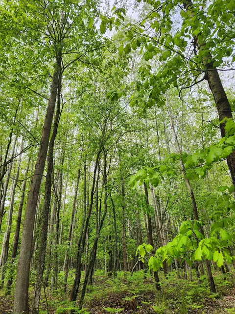 00 Fern, Hale, MI 48739