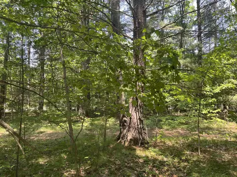 Cedar Hedge Tr, Interlochen, MI 49643 photo 3