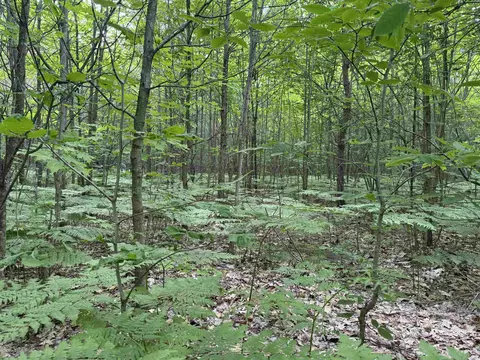 V/L Parcel A Lamerson #: A, Interlochen, MI 49643 photo 15