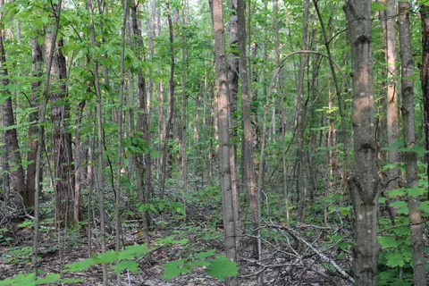 snowridge LOT : 103, Elmira, MI 49730