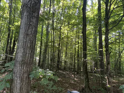 lot41 Heideldorf, Bellaire, MI 49615