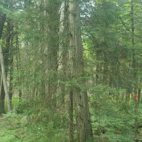 Us-131, Kalkaska, MI 49646