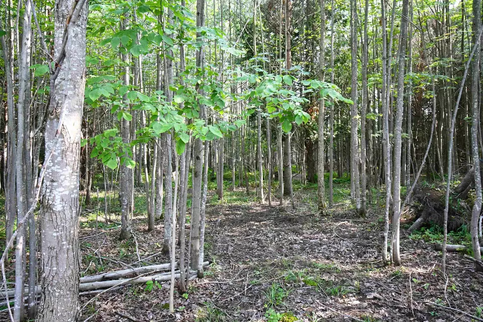  9537 Lakeview, Alanson, MI 49706 photo 12