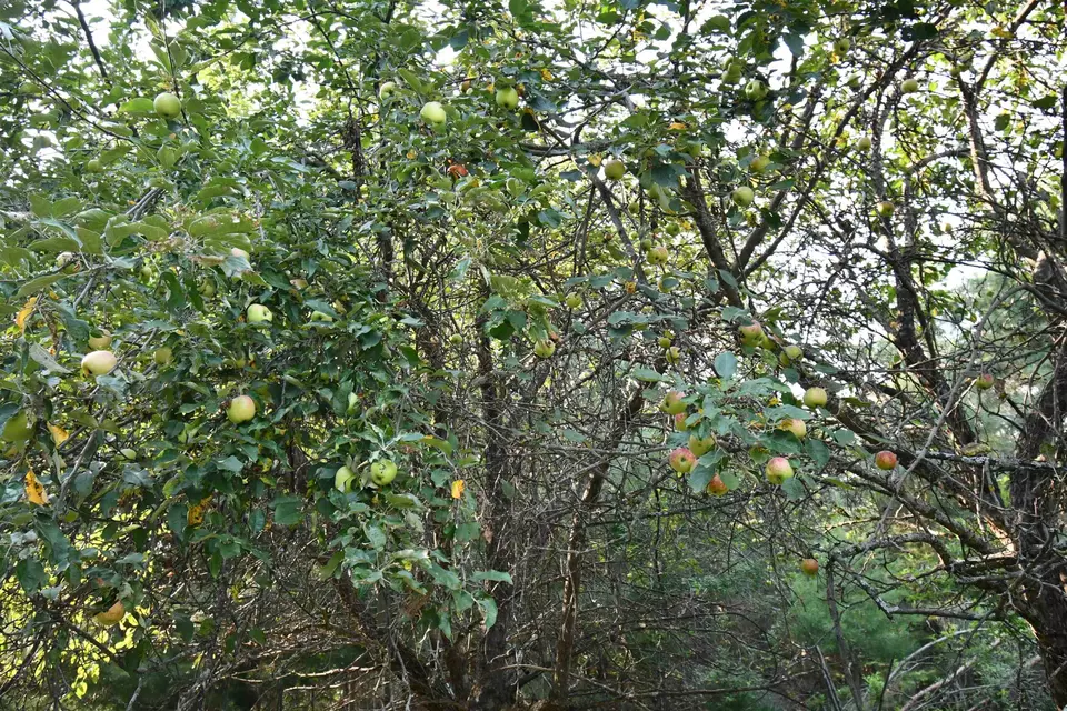  9537 Lakeview, Alanson, MI 49706 photo 37