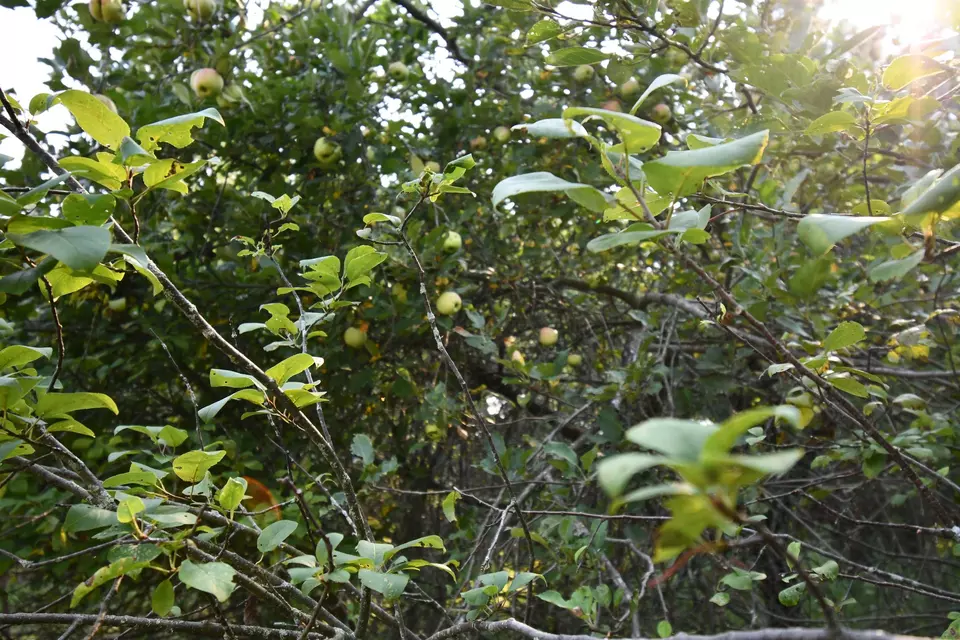  9537 Lakeview, Alanson, MI 49706 photo 36