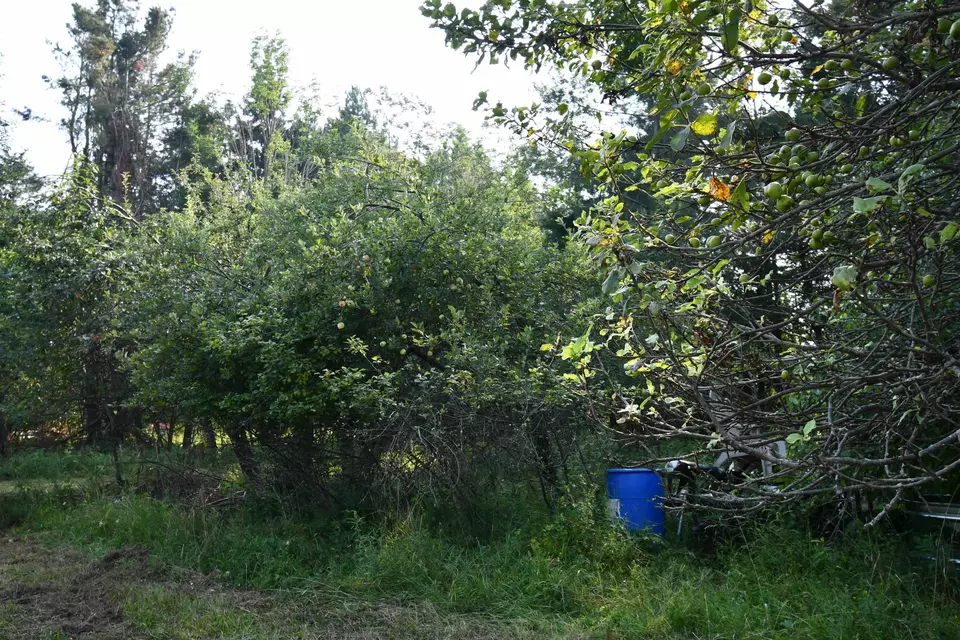  9537 Lakeview, Alanson, MI 49706 photo 34