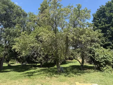 10351 E 12 34, Manton, MI 49663 photo 37