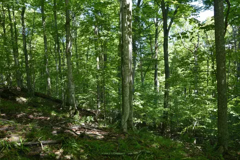 Other - 8080 S Sullivan, Cedar, MI 49621 photo 4 of 8