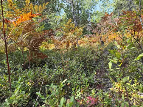 Cameron Bridge, Frederic, MI 49733 photo 37