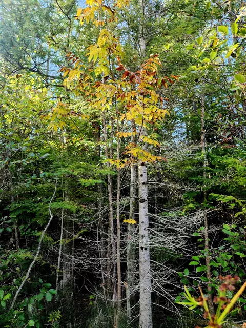 0 State, Kalkaska, MI 49646