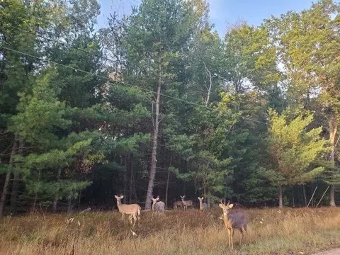 0 Buffalo #LOT 36 BUFFALO TRAIL : 36, Alger, MI 48610