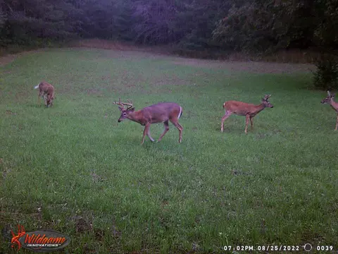 V/l Parcel D E 18 1/2, Manton, MI 49663 photo 15
