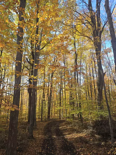 00 Stark #LOT : 17, Mancelona, MI 49659