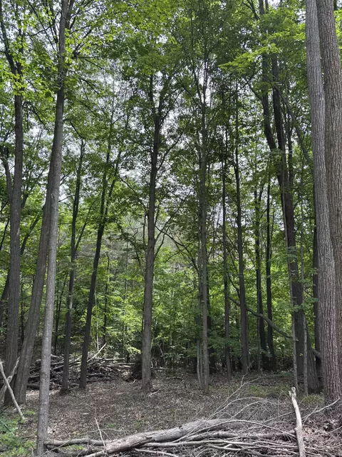 Parcel A N 45, Manton, MI 49663 photo 5
