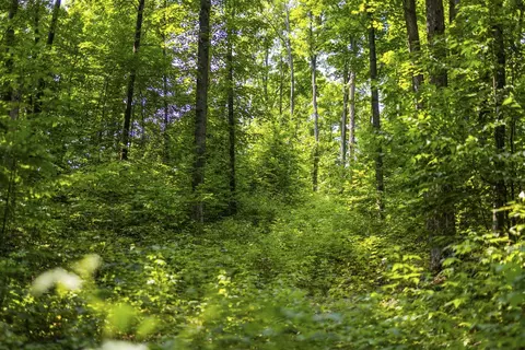 S Hill, Cedar, MI 49621 photo 14