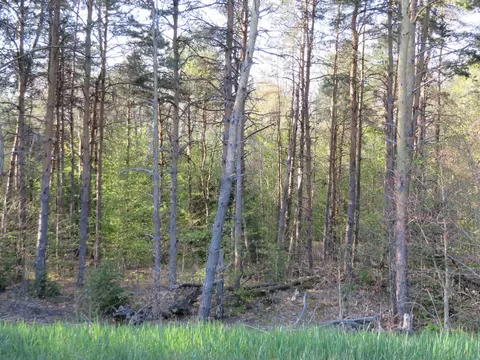 **** Poneytail #21 HORSESHOE MEADOWS : 21, Petoskey, MI 49770
