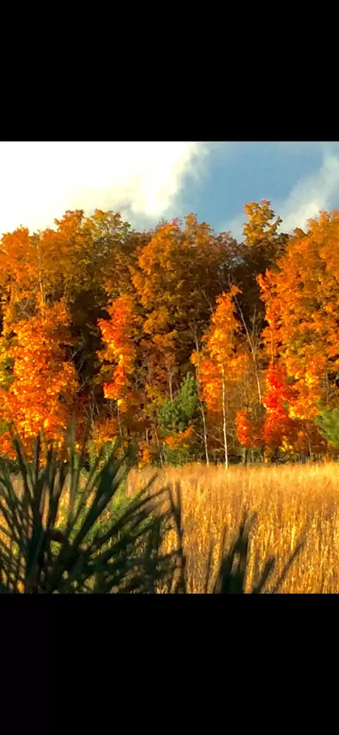 Valley, Rapid City, MI 49676