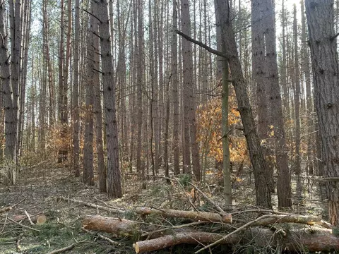 Deer Run, Cadillac, MI 49601 photo 3