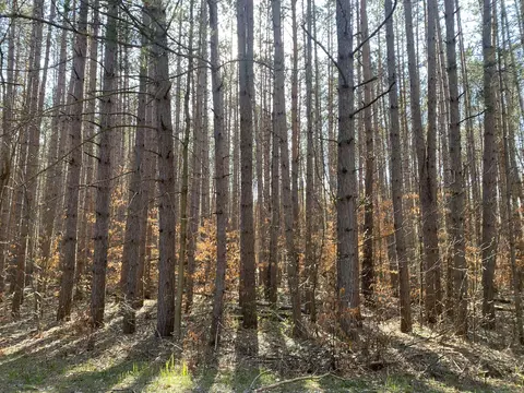 Deer Run, Cadillac, MI 49601 photo 2
