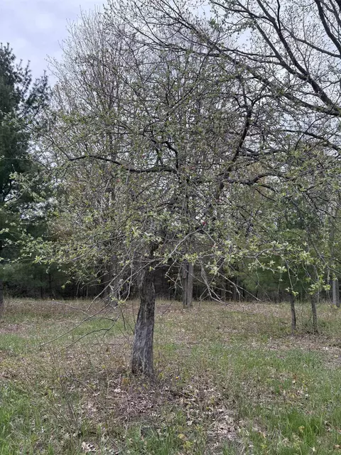 0 Shanty Crk, Bellaire, MI 49615