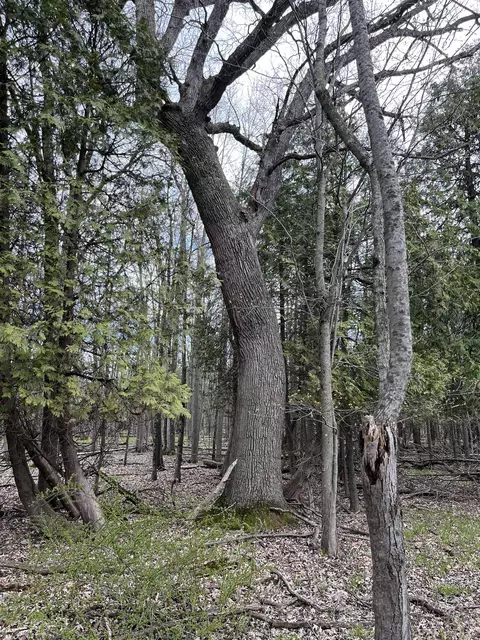 Nka Pine River, Standish, MI 48658