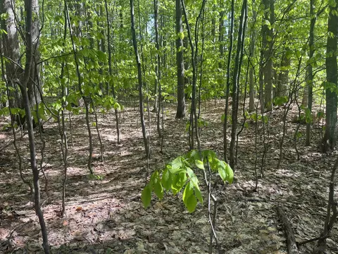 Beechridge, Lake Ann, MI 49650