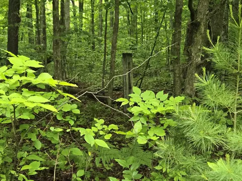 Parcel 1 Maple, Benzonia, MI 49616