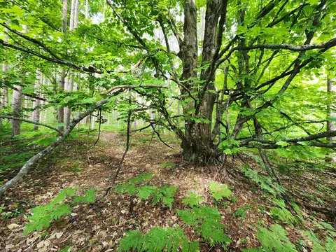 00 Christie, Kalkaska, MI 49646