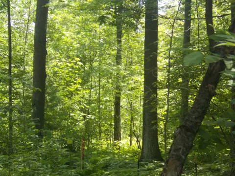 Fern, Hale, MI 48739 photo 2