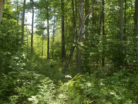 Fern, Hale, MI 48739 photo 4