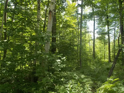Fern, Hale, MI 48739 photo 3