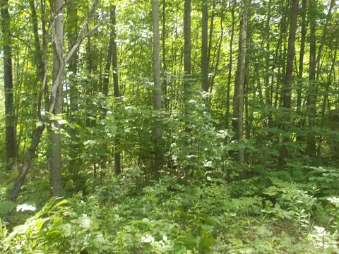Fern, Hale, MI 48739 photo 5