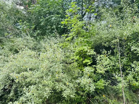 Parcel B4/b5 Bosscher, Manton, MI 49663 photo 2